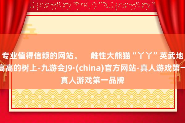 专业值得信赖的网站。    雌性大熊猫“丫丫”英武地站在高高的树上-九游会J9·(china)官方网站-真人游戏第一品牌